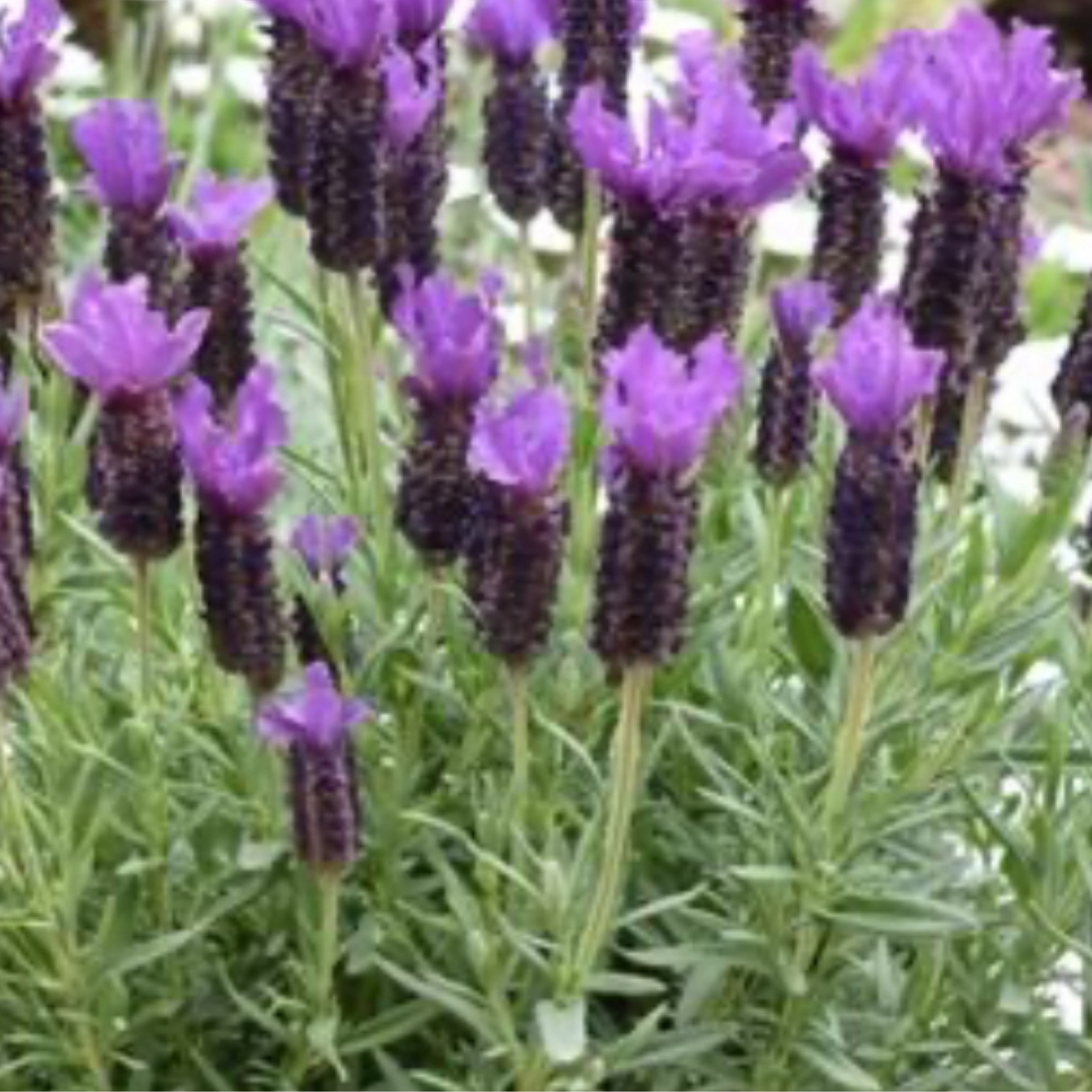 Lavender Primavera Hopkins Nursery lavender-primavera-hopkins-nursery
