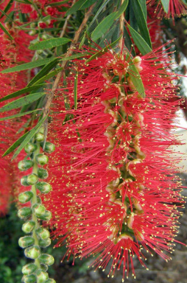 Bottlebrush ‘Hannah Ray’ (Callistemon viminalis ‘Hannah Ray’) | Hopkins