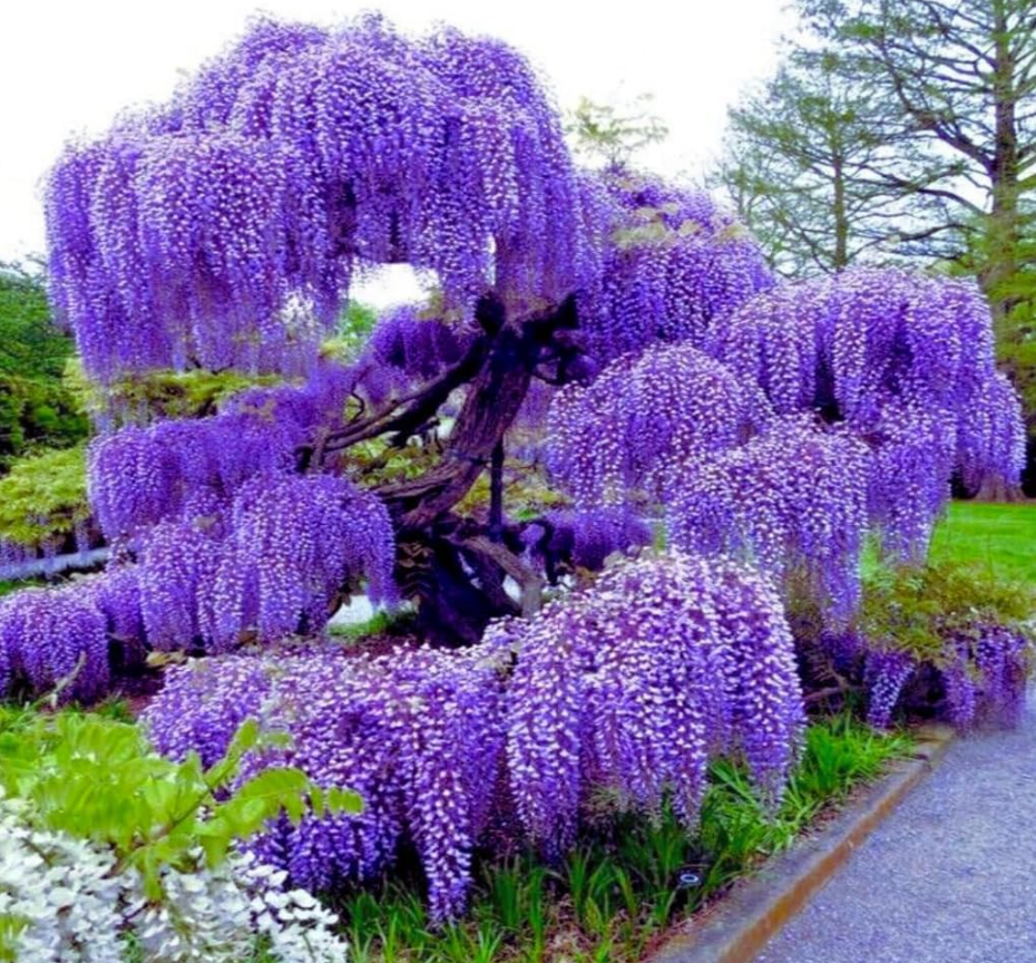 Blue Moon Wisteria | Hopkins Nursery