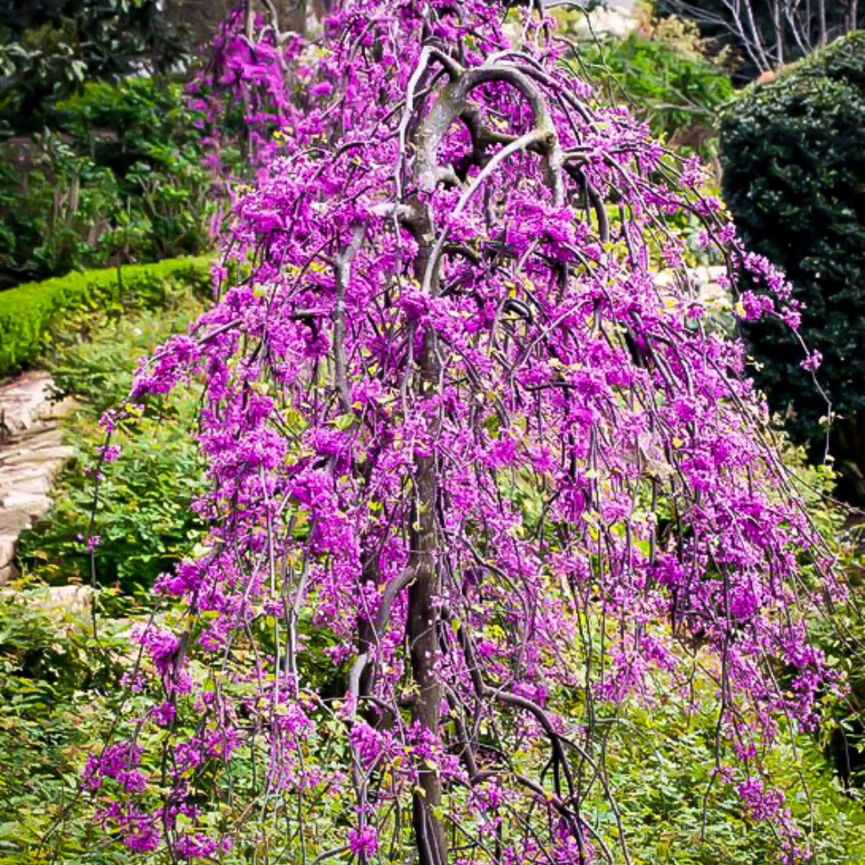 Ruby Falls Redbud | Hopkins Nursery
