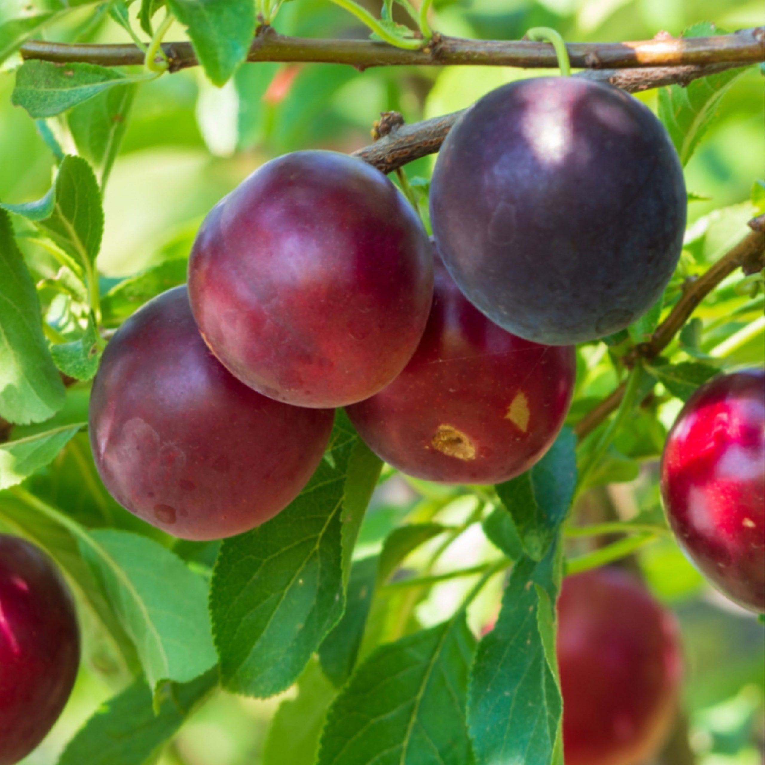 Plum - Methley | Hopkins Nursery